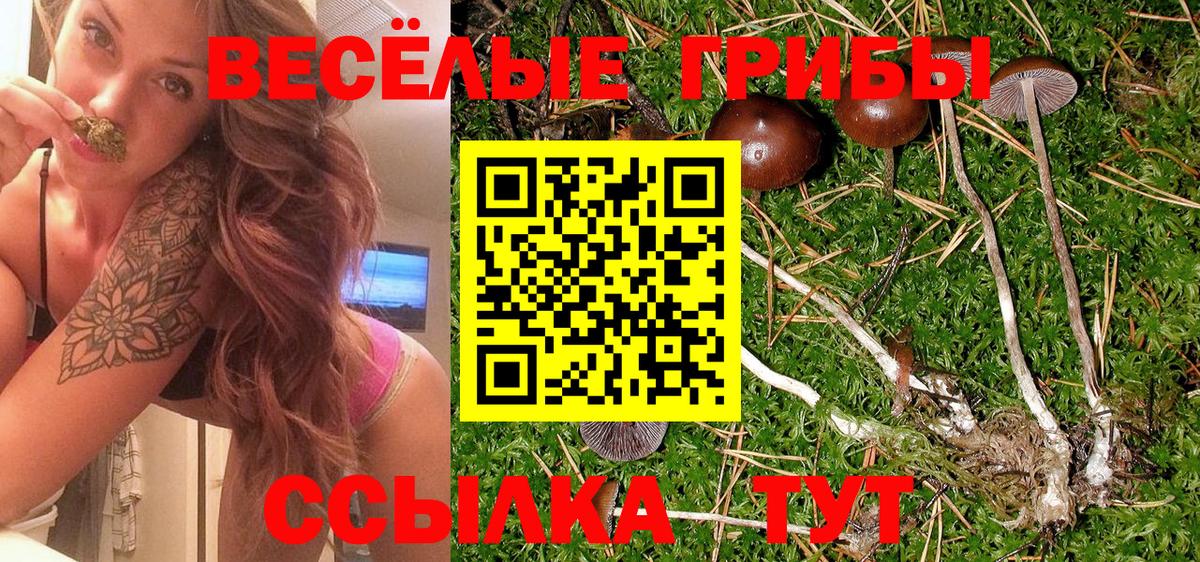 Псилоцибиновые грибы Magic Shrooms  Кимовск  закладка  Галлюциногенные грибы Psilocybine cubensis 